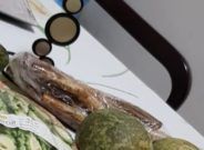Awful rotten vegetables and fruits