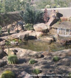 Pond Perfecter