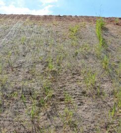 Dire Wolf Hydroseeding Los Angeles