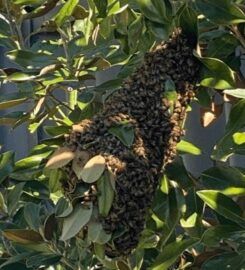 Bees Removal Perth