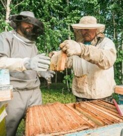 Bees Removal Perth