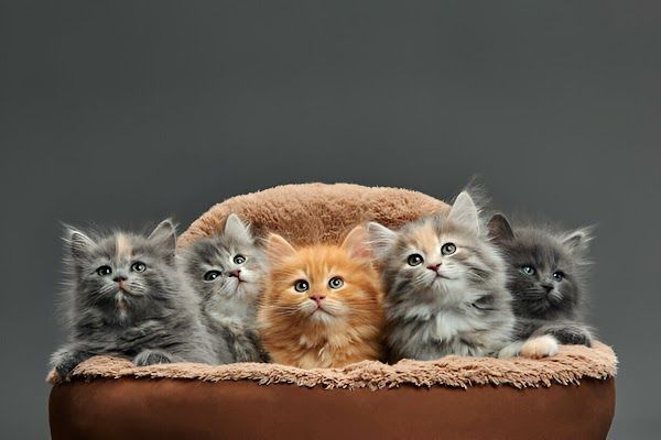 Khan kittens