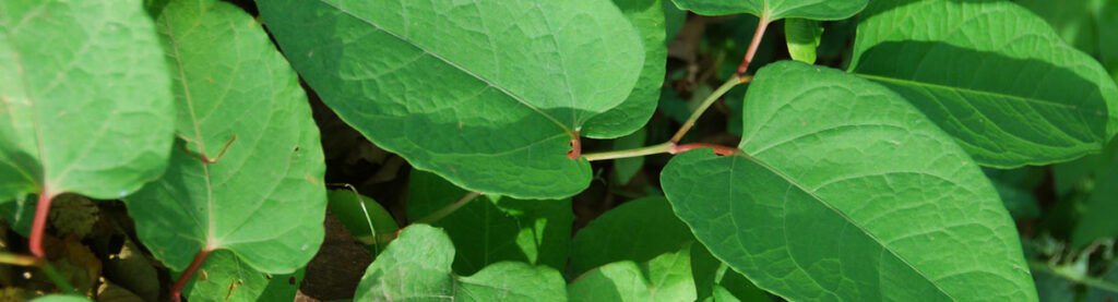 Japanese Knotweed Survey Ltd