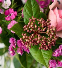 Fabulous Flowers and Gifts – Sea Point