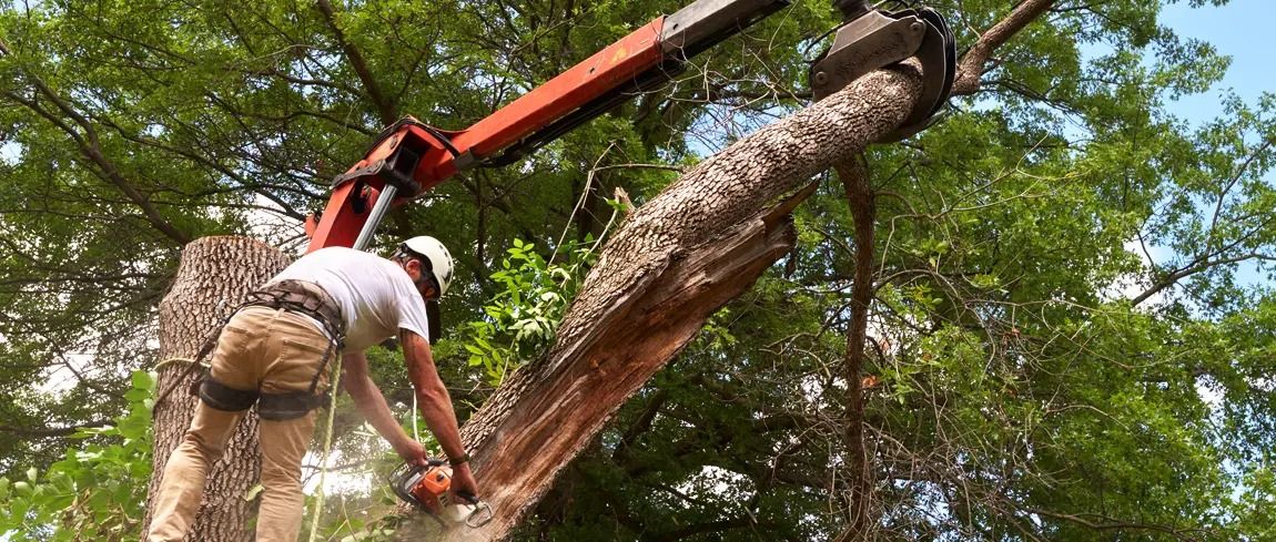 Fortress Tree Service Rockville
