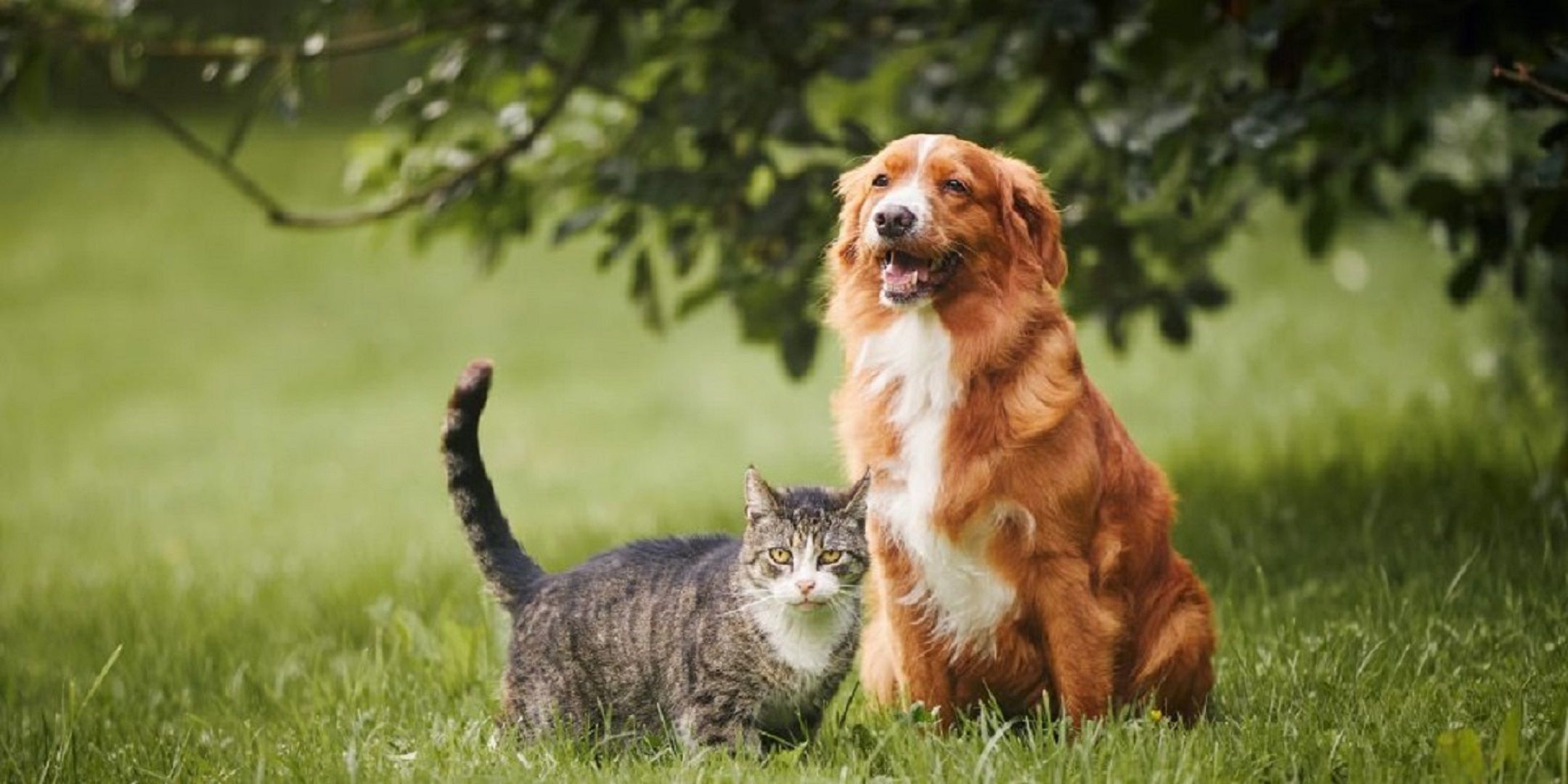 Healthier Pet