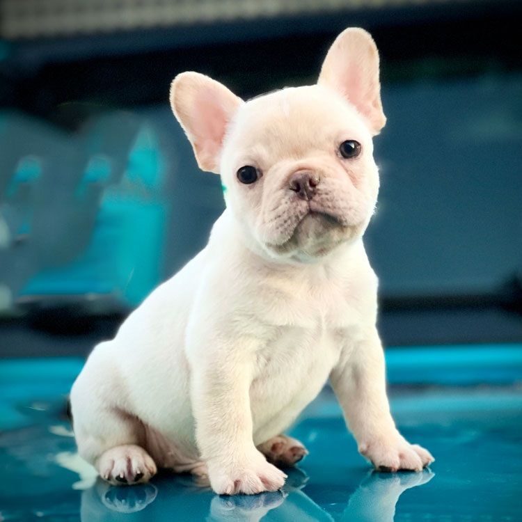 Regents Kennels – French Bulldogs and Golden Retrievers