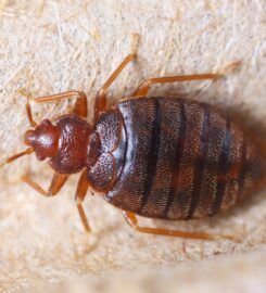 Pest Control Long Jetty – Flatline Pest Control