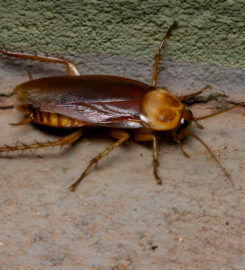 Pest Control Long Jetty – Flatline Pest Control