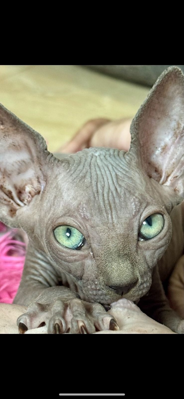 Catsy Cats – Exotic & Sphynx Cattery