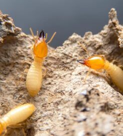 Pest Control Long Jetty – Flatline Pest Control