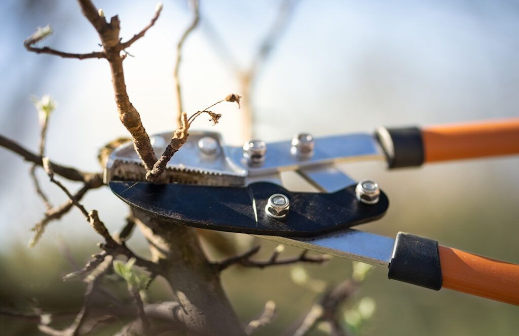Collison Tree Care | Tree Surgeons Bedfordshire
