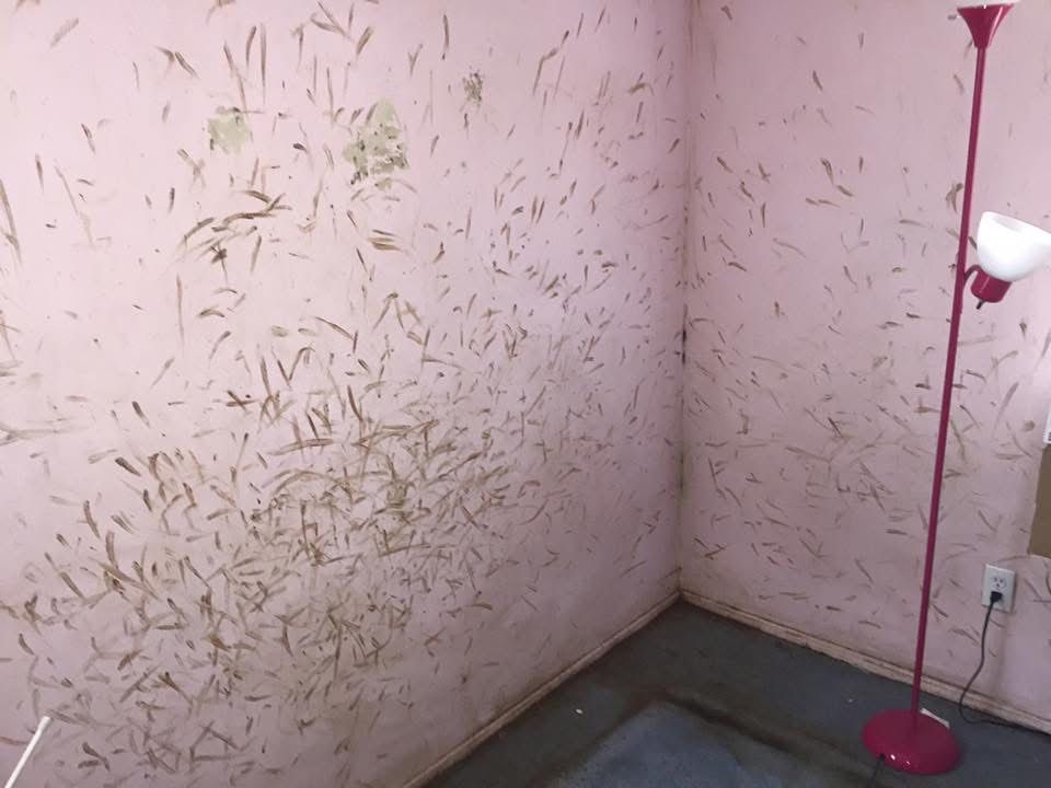 A1 Bed Bug Exterminator NYC