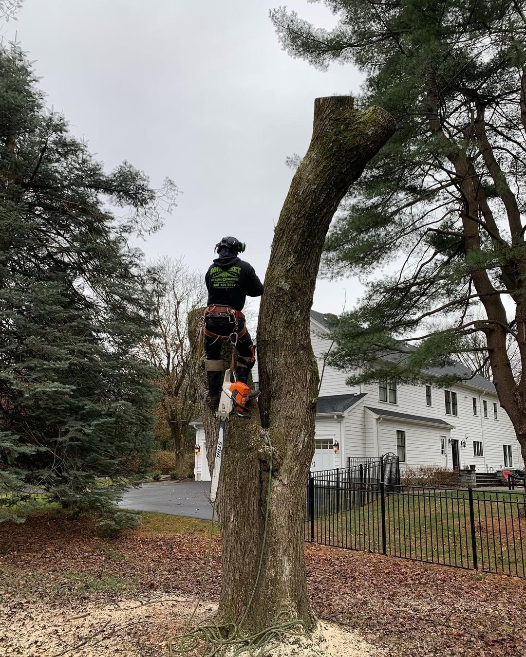 Waynes Tree Service