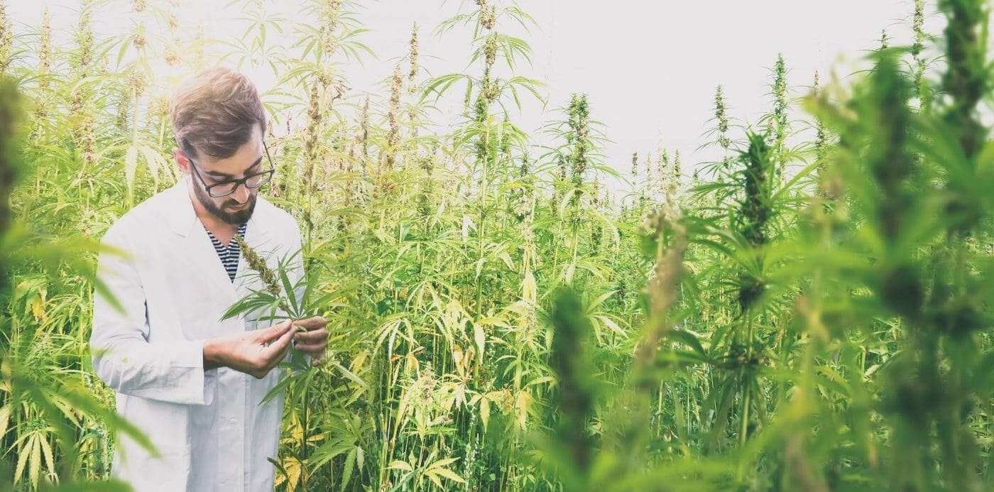 The Botanical Garden – CBD Oil Suppliers UK