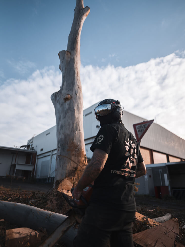 A.P. Tree Management