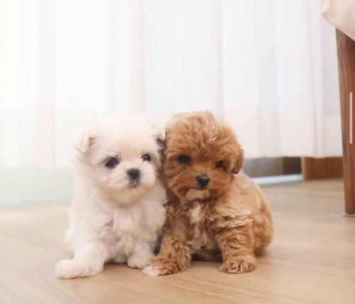 Fou Fou Puppies . Ae