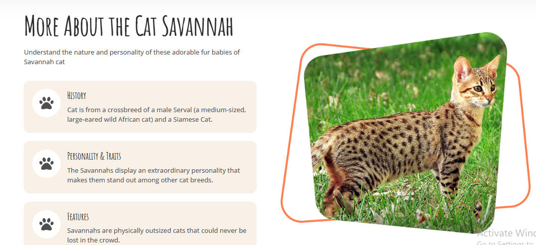 African Savannah – Cats & Kittens for Sale