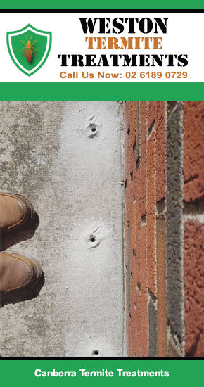 Weston Termite Treatments