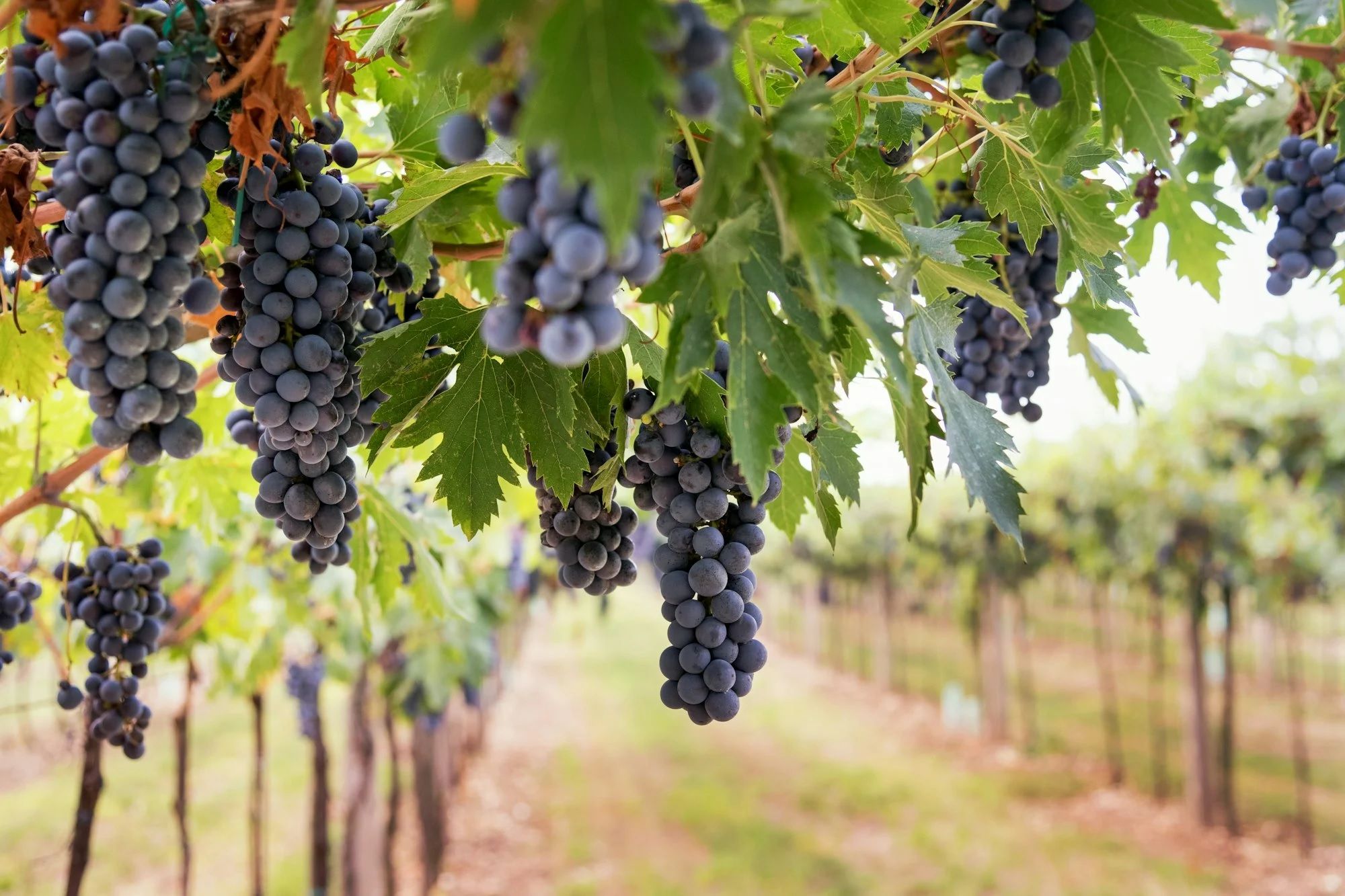 La Kav Wines