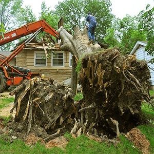 Tree Stump Removal London