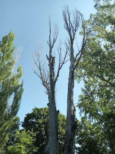 Salina Tree Pros