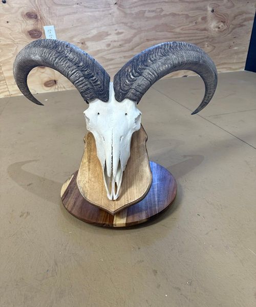 Iron Antler Taxidermy