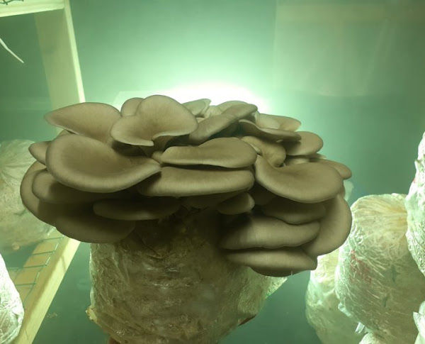 Irish Gourmet Mushrooms