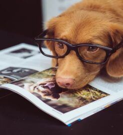 Dookie Doctors Pet Waste Removal