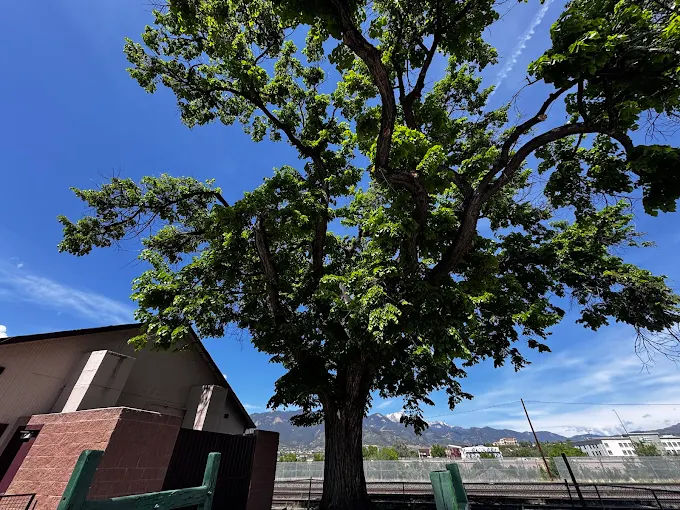 Hawk Tree Service