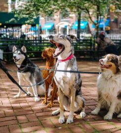 Dookie Doctors Pet Waste Removal