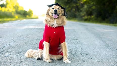 All Dogs Unleashed Dog Training Tampa
