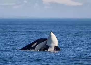 Sea Quest Kayak Tours