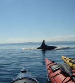 Sea Quest Kayak Tours