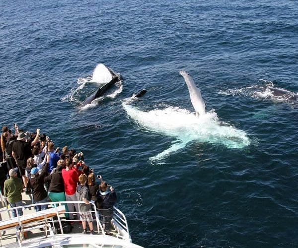 Spirit of Gold Coast Cruises