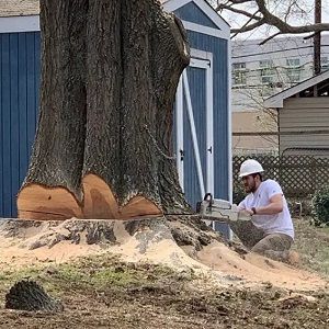 JS Woodpecker Tree Service