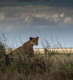 Bestday Safaris