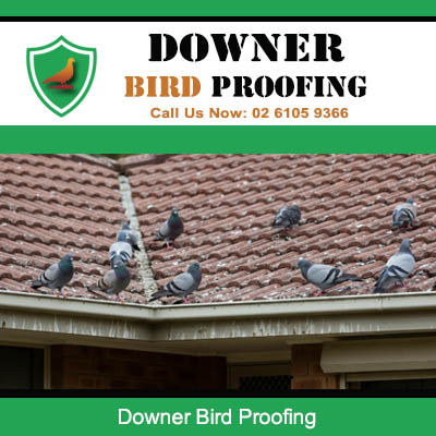 Downer Bird Proofing
