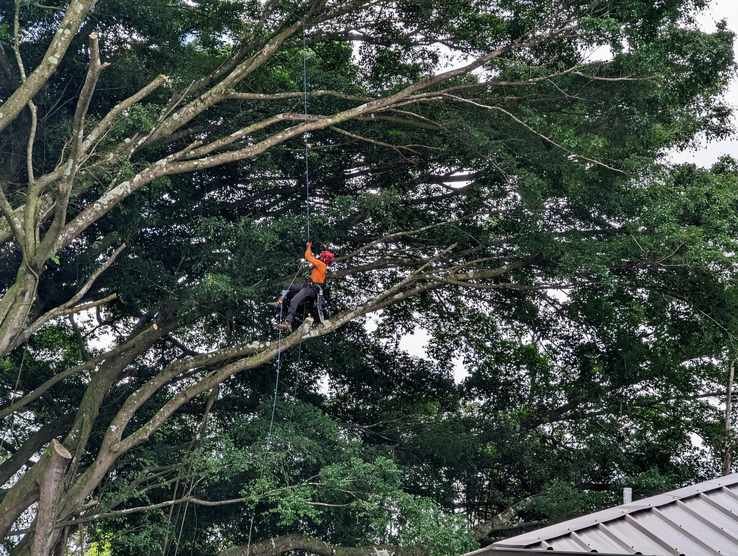 East Side Tree Services