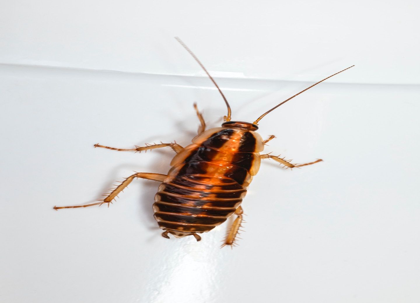 Pest Control in Canberra