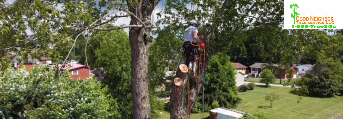 Top-Rated Tree Service in Kannapolis, NC