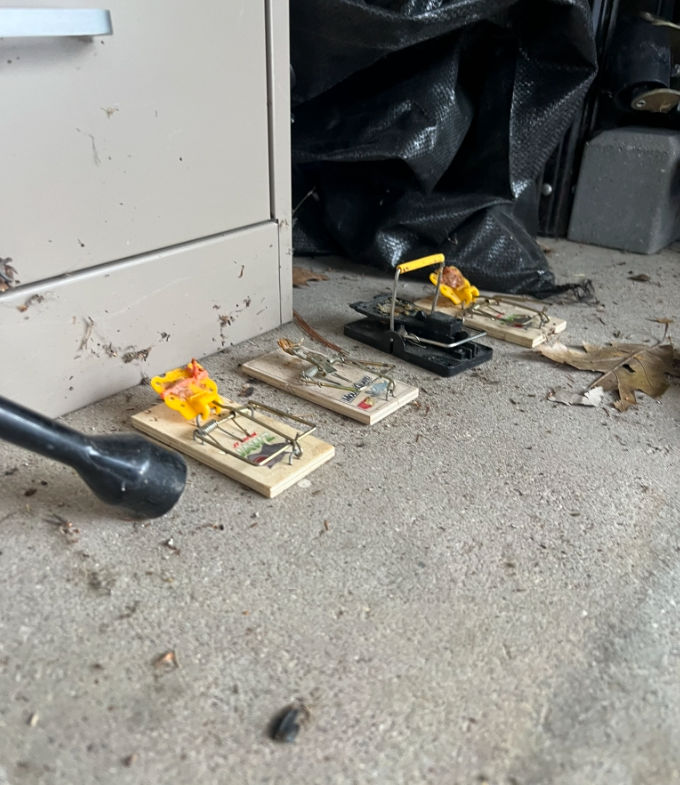 Tucson Rodent Control
