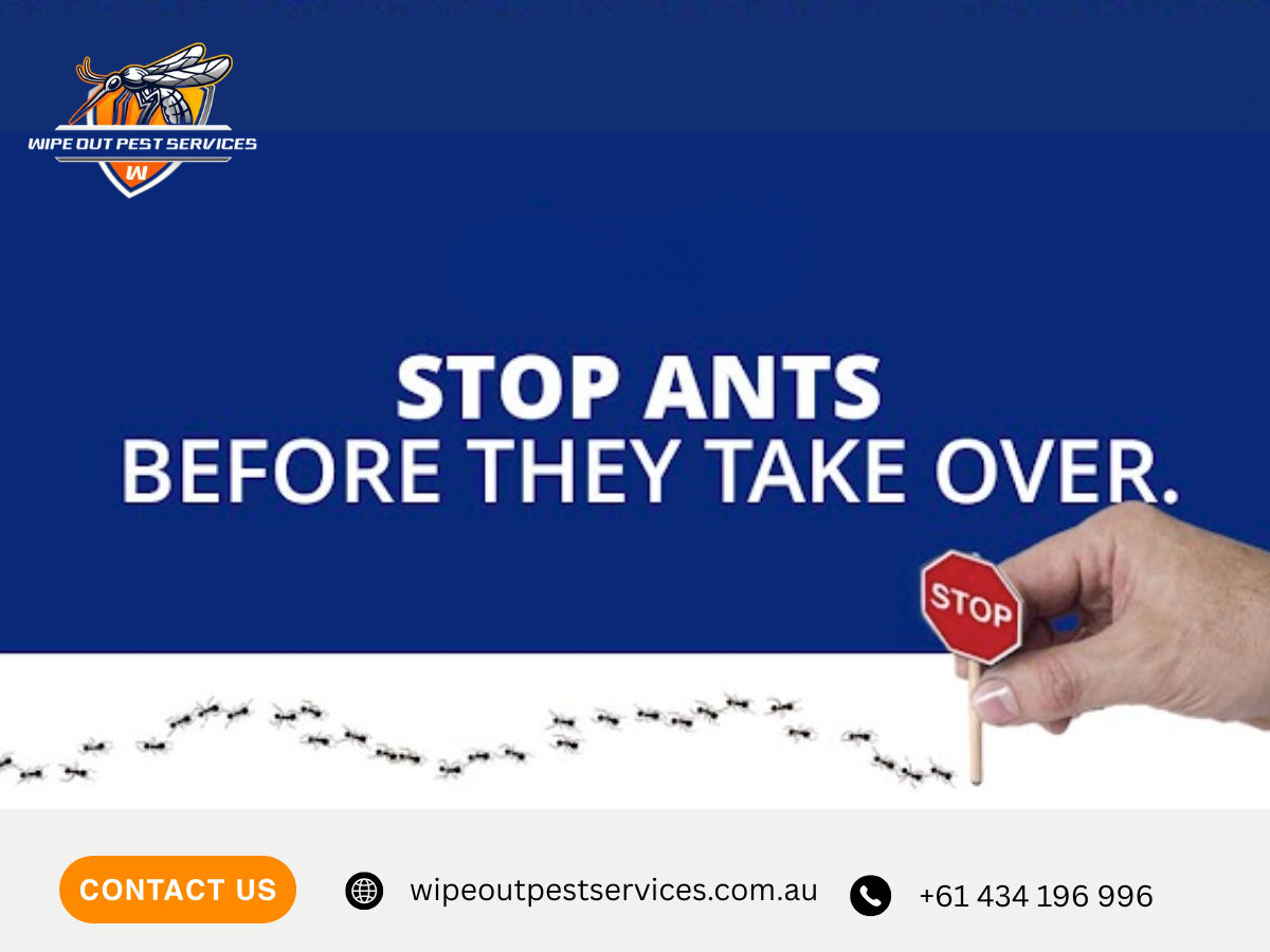Wipeout Pest Services – Gold Coast Pest Control Experts in Surf &hellip;