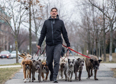 The Dog Dude | Dog Training Toronto