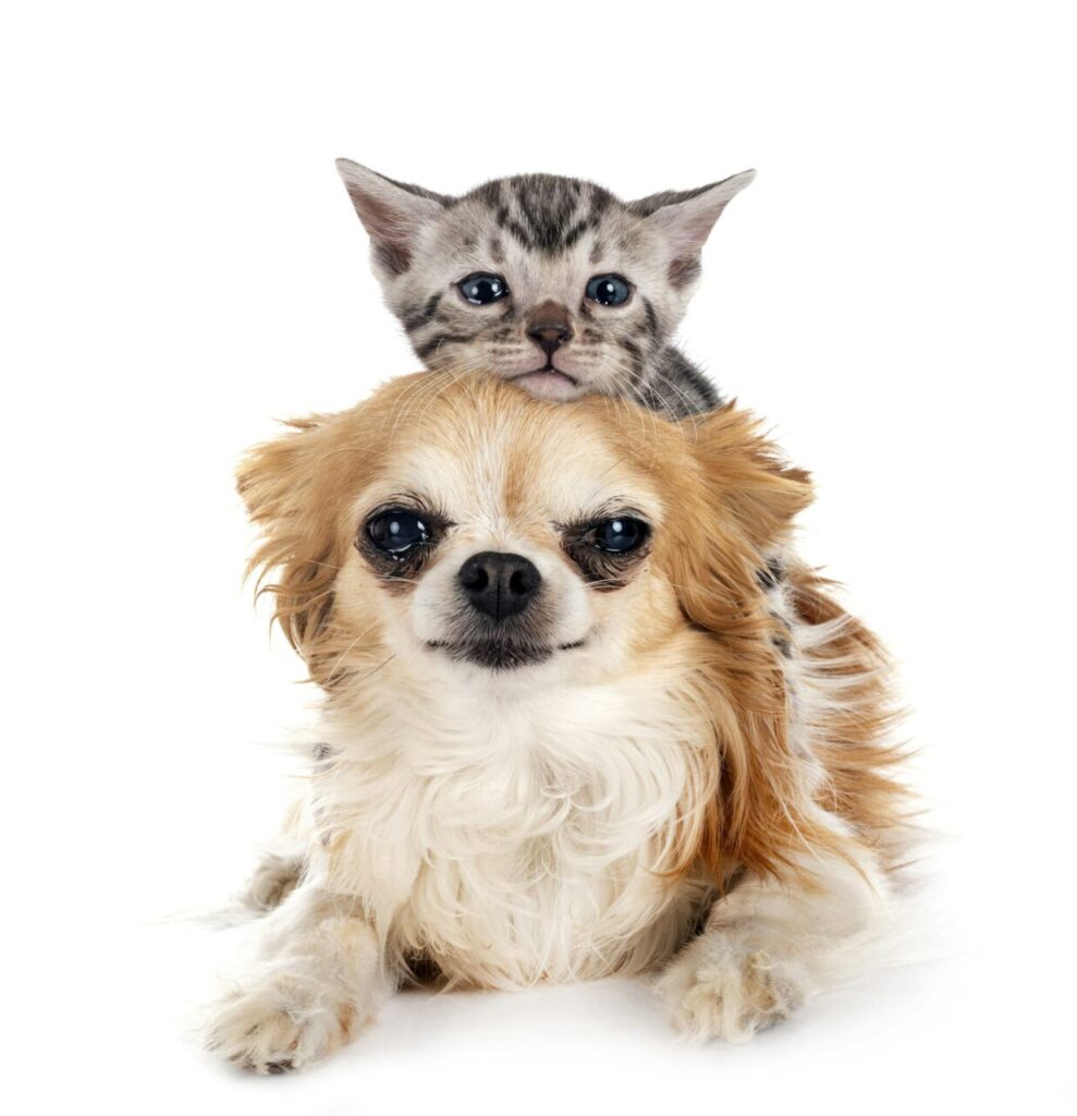 McQueen Animal Hospital