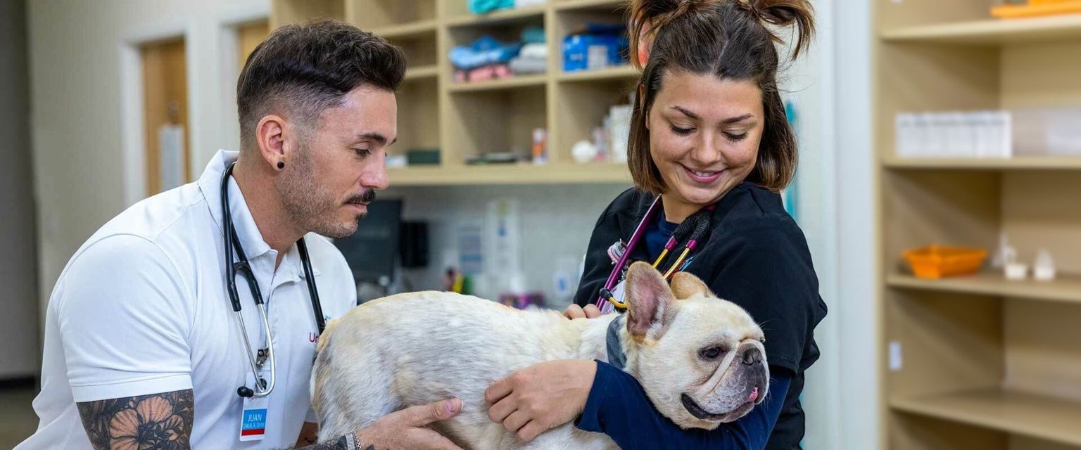 Urgent Vet