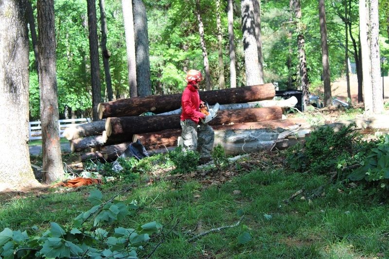 JS Woodpecker Tree Service LLC