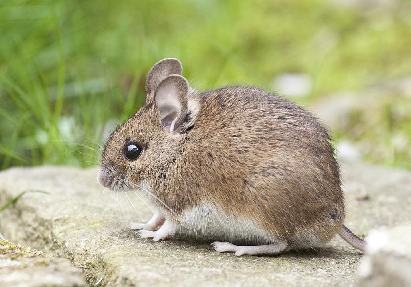Natures Balance Pest Control