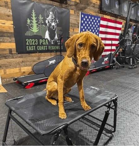 Cornerstone K9
