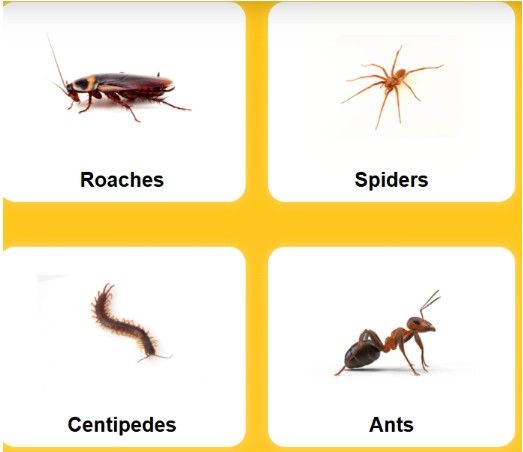 Yellow Banana Pest Control